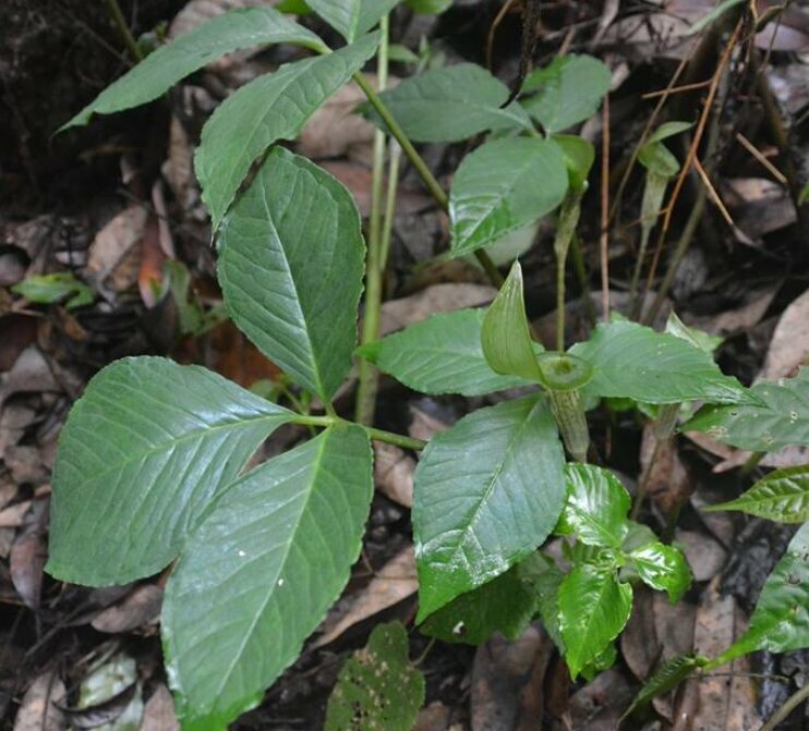 Tropische Kobralilie (Arisaema barbatum)