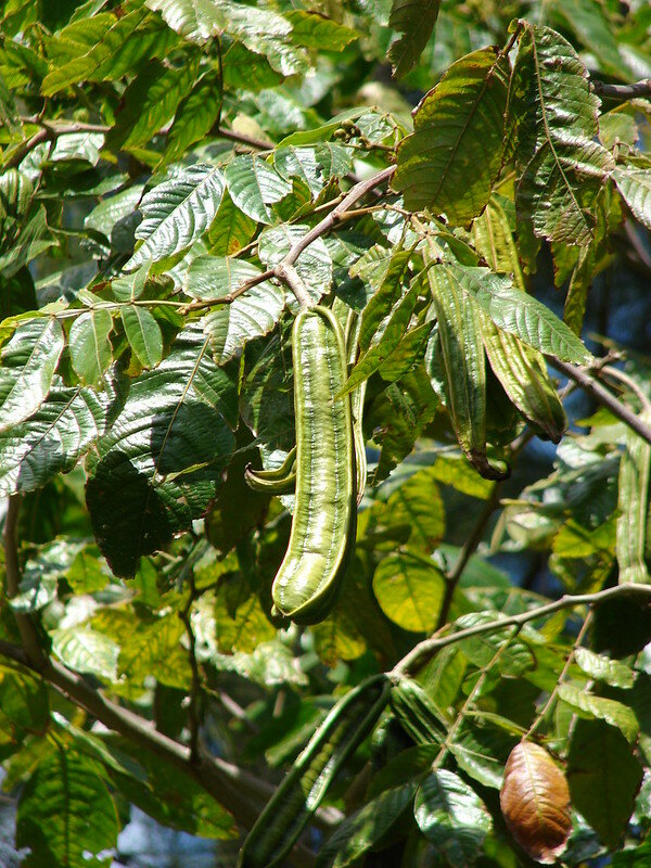 Eisbohne (Inga edulis)