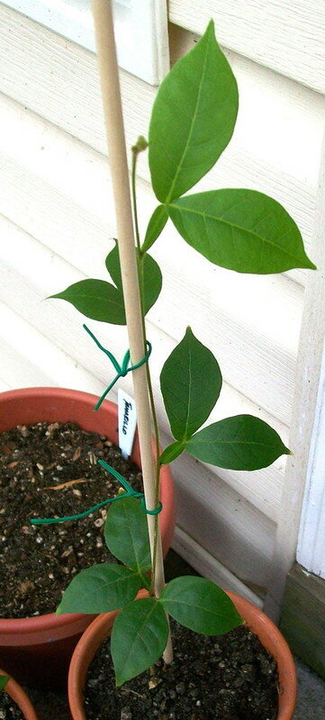 Eisbohne (Inga edulis)