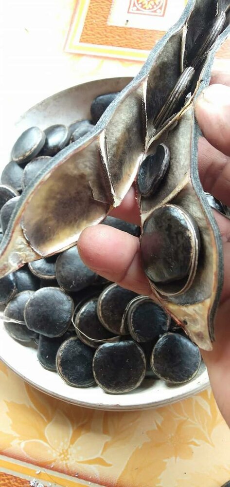 Rote Jadeblume (Mucuna bennettii)