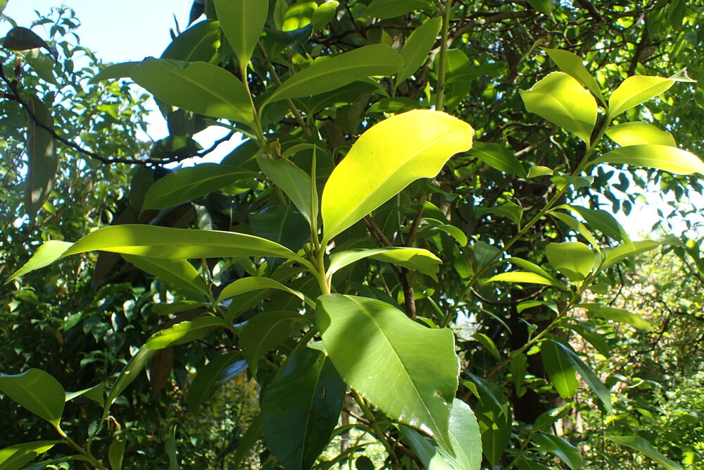 Yunnan-Teepflanze (Camellia taliensis)