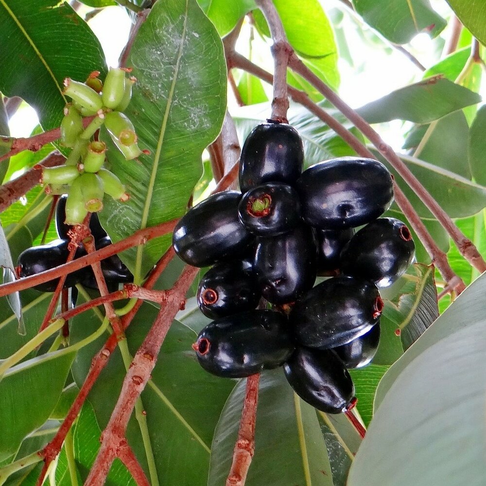Jambolan (Syzygium cumini)