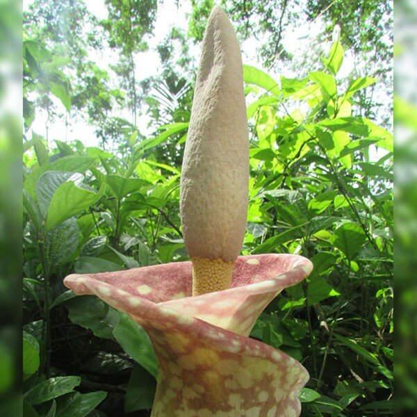 Aronstab (Amorphophallus muelleri)