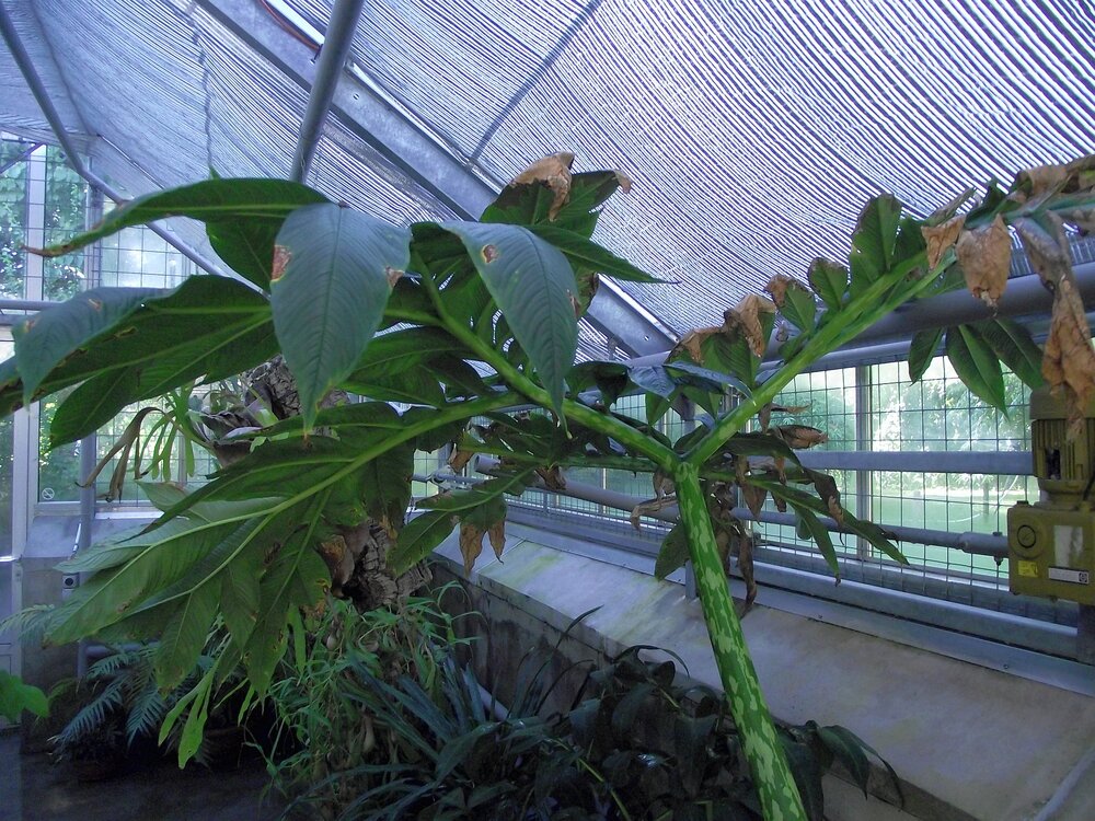 Aronstab (Amorphophallus muelleri)