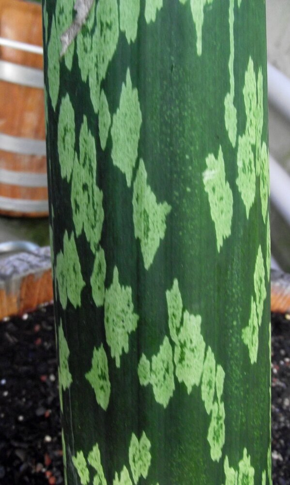 Aronstab (Amorphophallus muelleri)