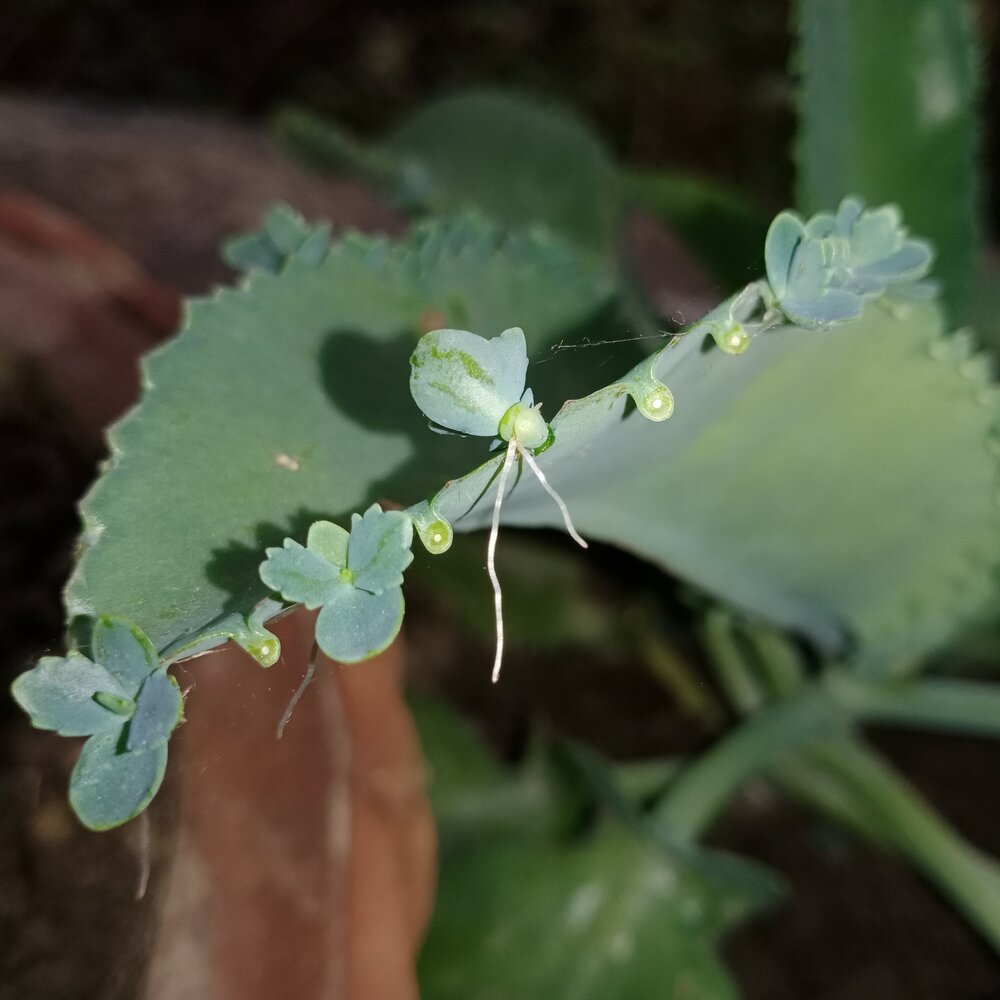 Goethe-Pflanze (Kalanchoe pinnata)