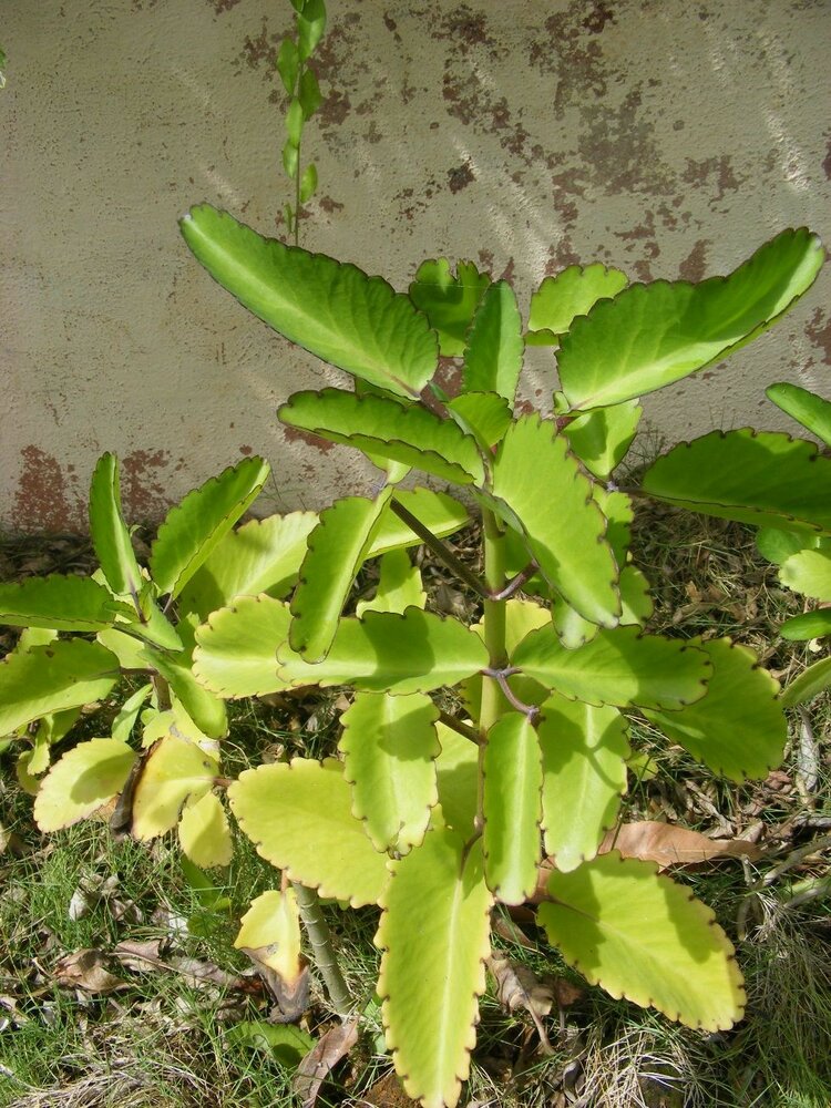 Goethe-Pflanze (Kalanchoe pinnata)