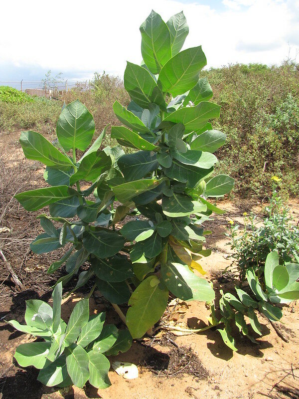 Sodomapfel (Calotropis procera)