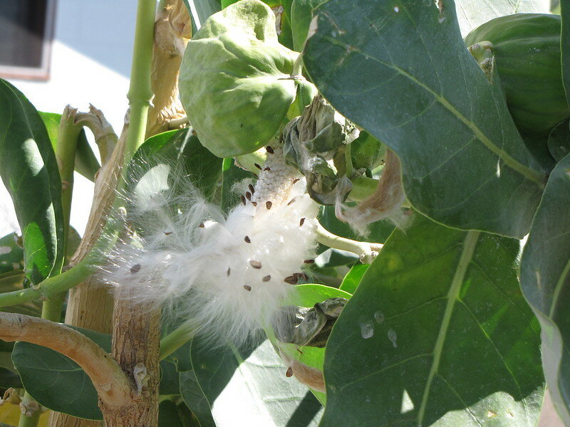 Sodomapfel (Calotropis procera)