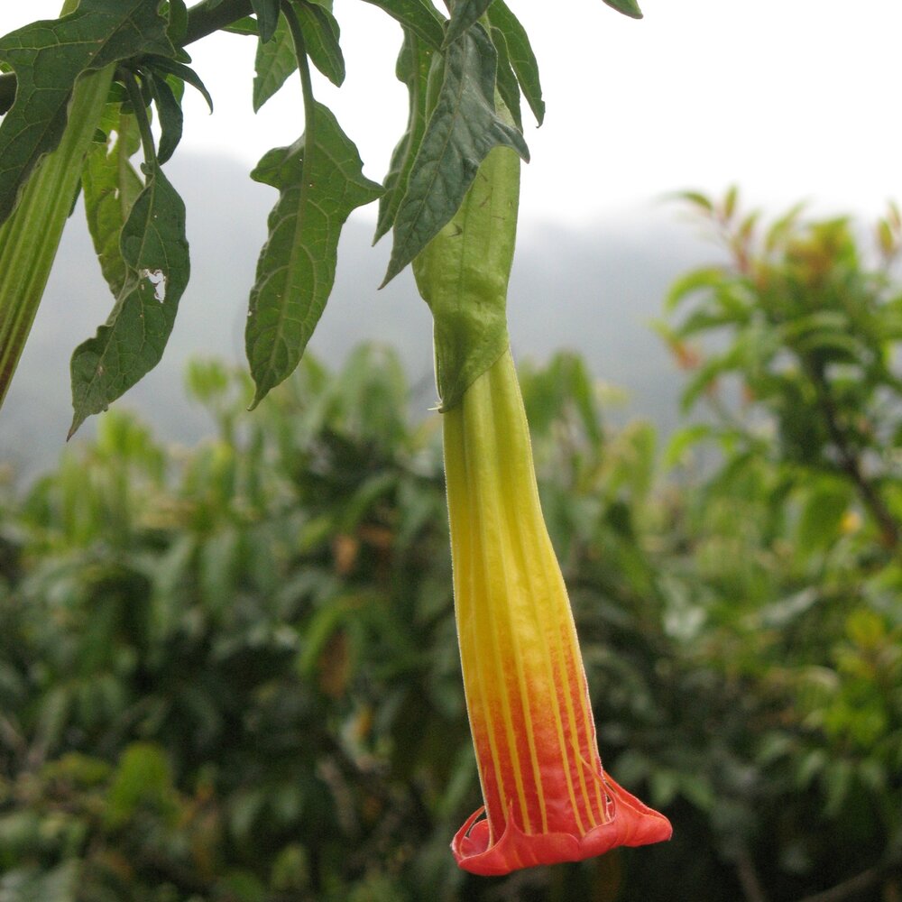 Rote Engelstrompete (Brugmansia sanguinea)