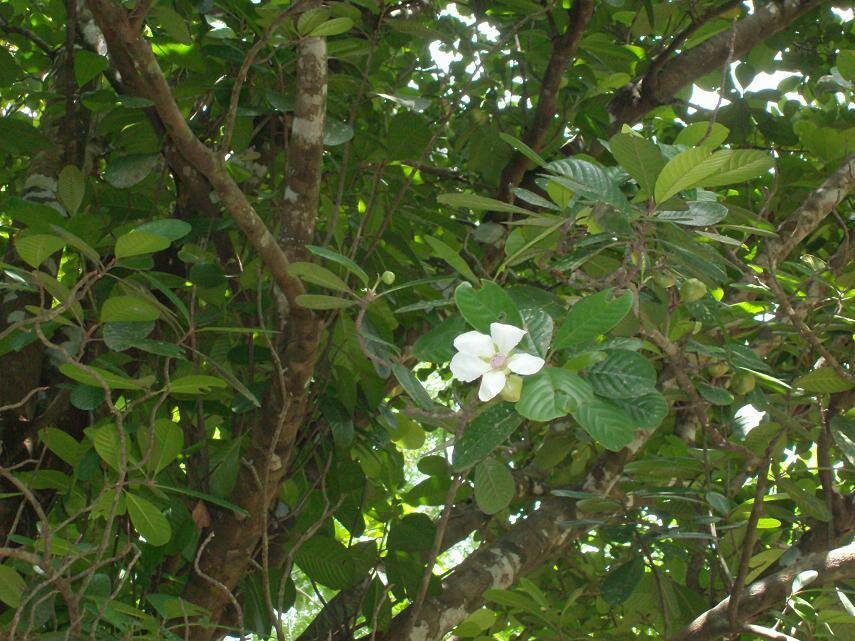 Godapara (Dillenia retusa)