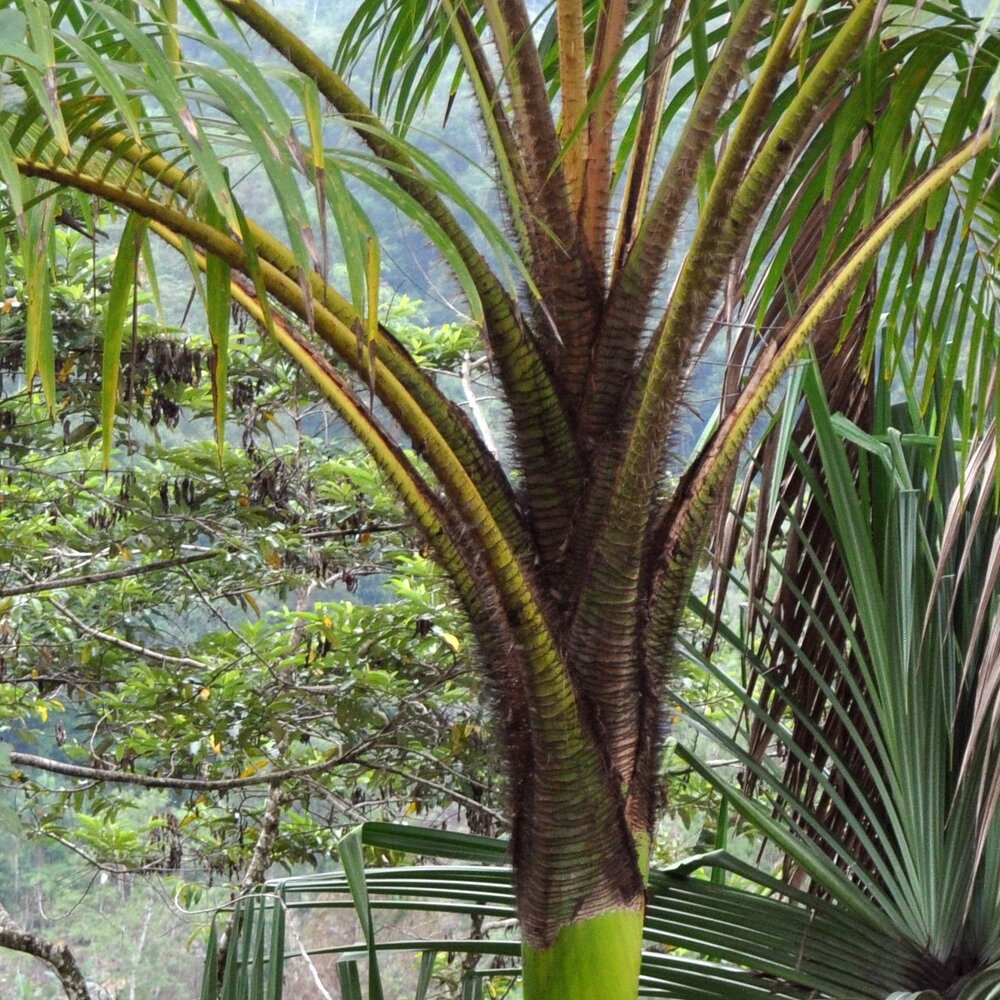 Wanga-Palme (Pigafetta elata)