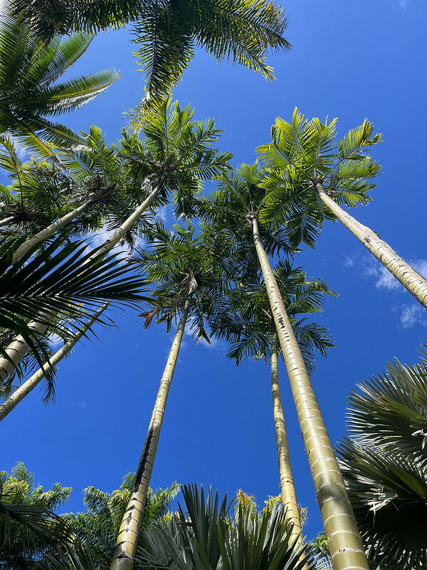 Wanga-Palme (Pigafetta elata)