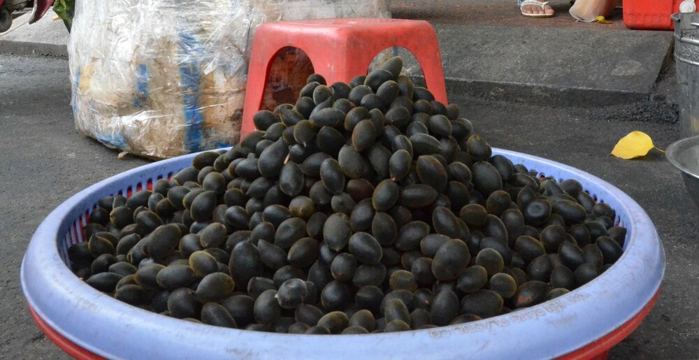 Samtige Tamarinde (Dialium cochinchinense)