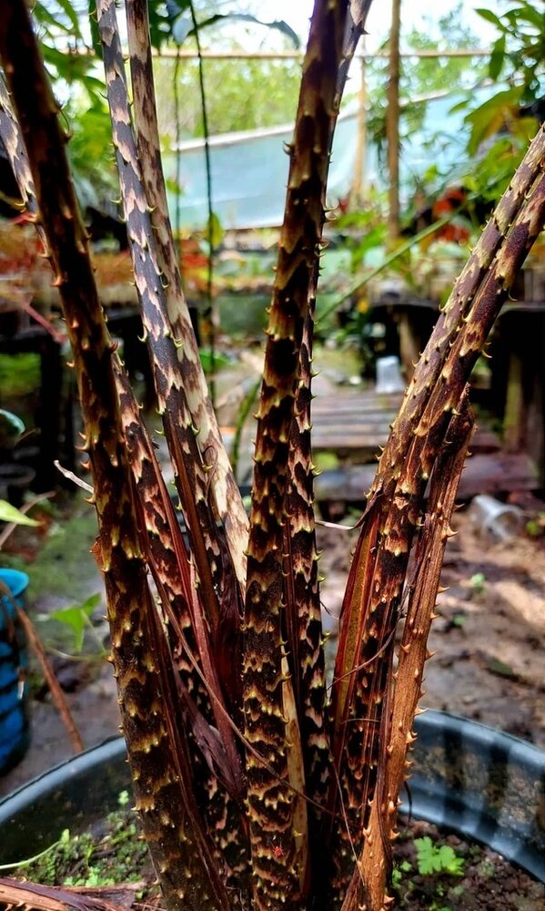 Cyrtosperma (Cyrtosperma macrotum)