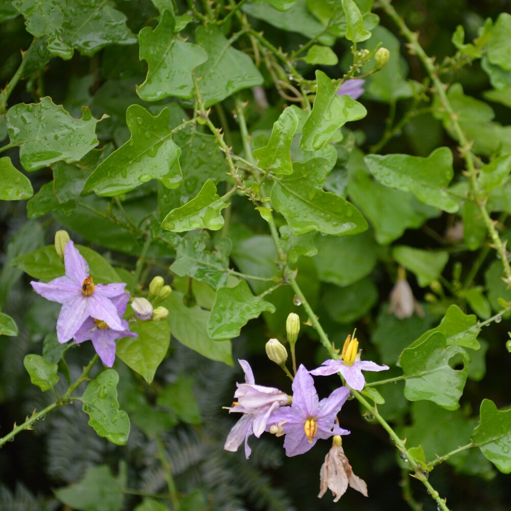 Thuthuvalai (Solanum trilobatum)