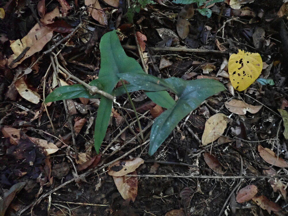 Alocasia (Alocasia wongii)