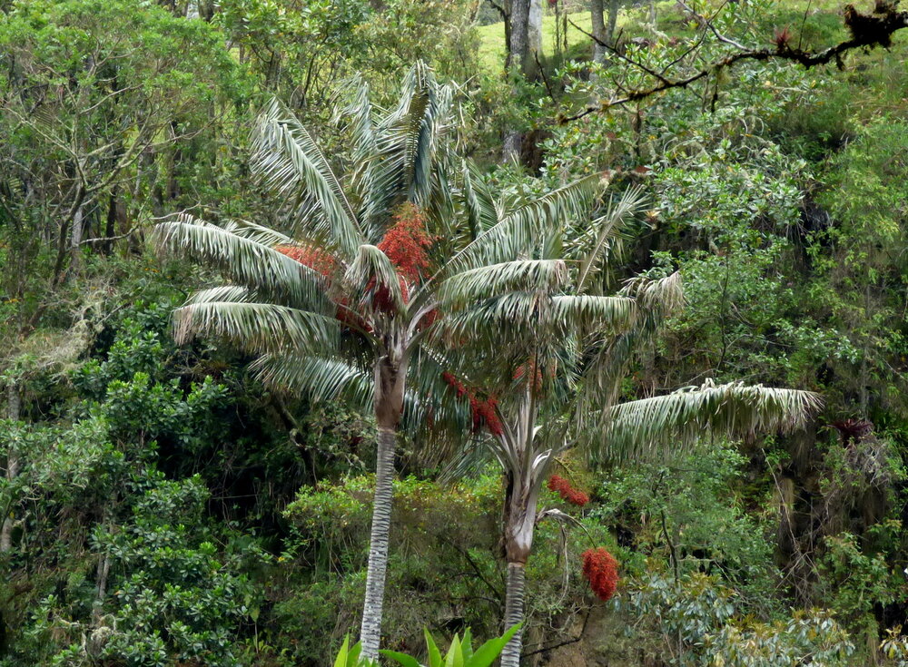 Quindio-Waspalme (Ceroxylon quindiuense)