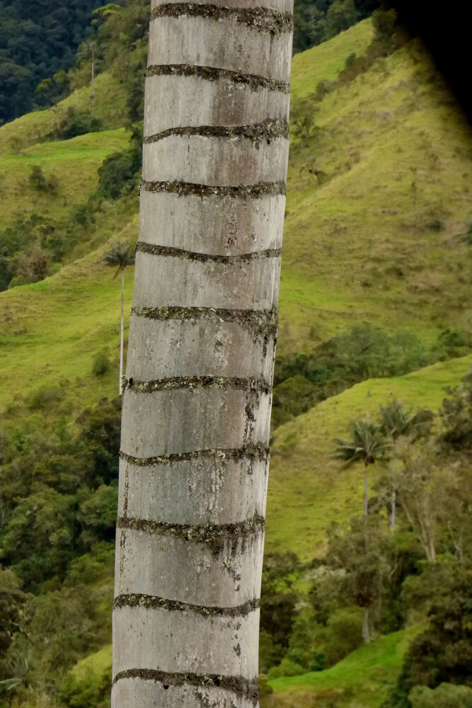 Quindio-Waspalme (Ceroxylon quindiuense)