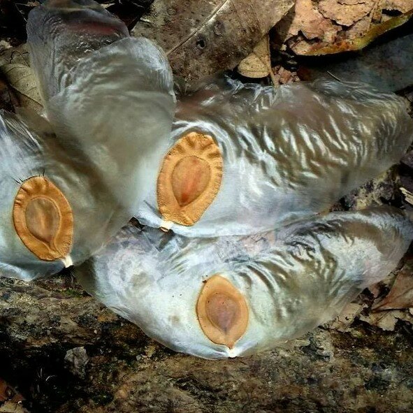 Javanische Gurke (Alsomitra macrocarpa)