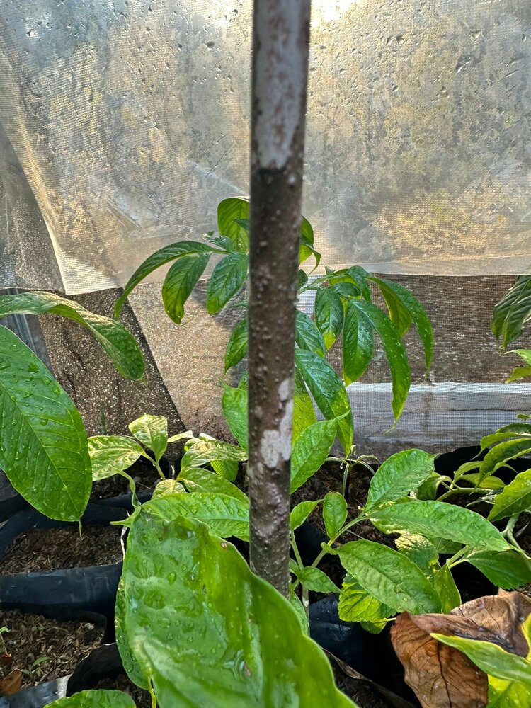 Aronstab (Amorphophallus raungense)