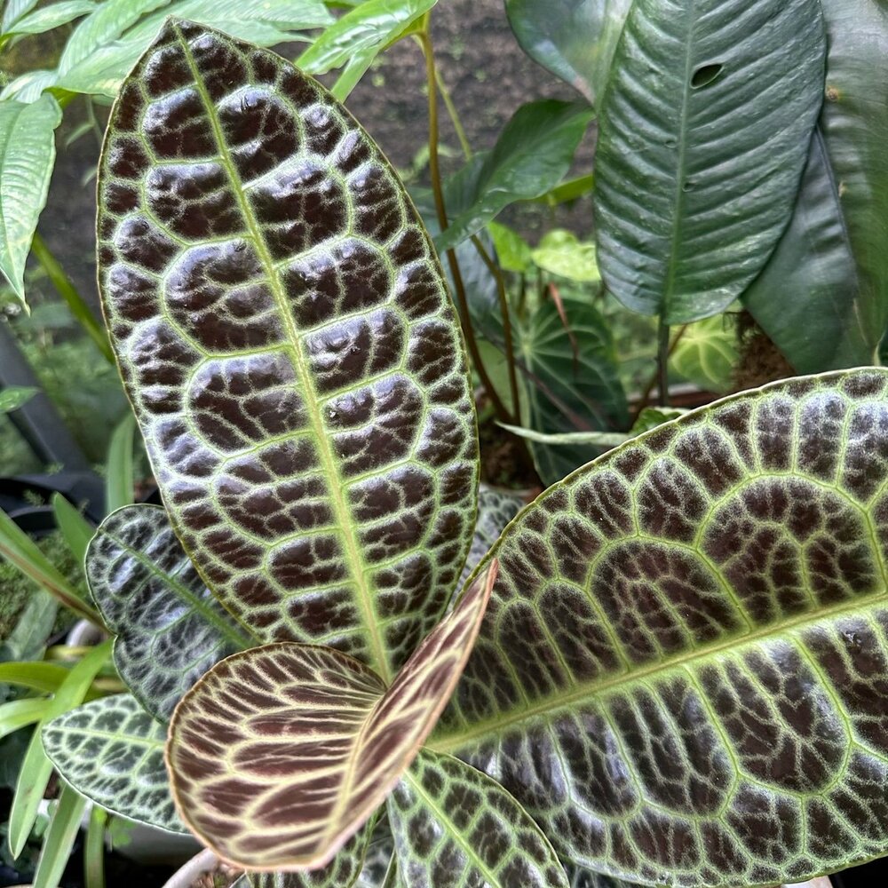 Schildkr&ouml;tenr&uuml;cken (Labisia obtusifolia)