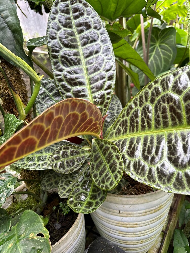 Schildkr&ouml;tenr&uuml;cken (Labisia obtusifolia)
