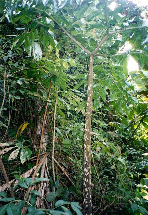 Aronstab (Amorphophallus decus-silvae)