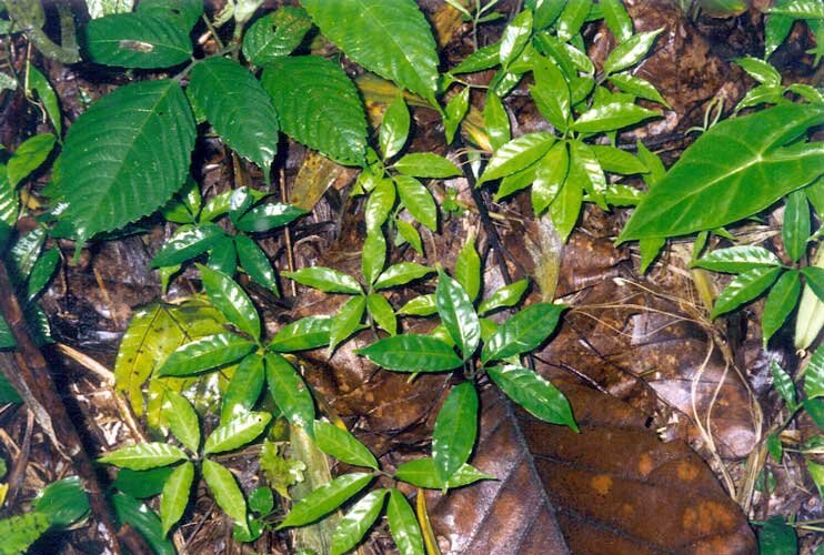 Aronstab (Amorphophallus decus-silvae)