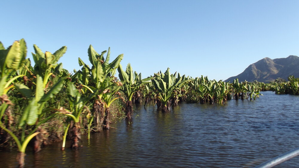 Wasserbanane (Typhonodorum lindleyanum)