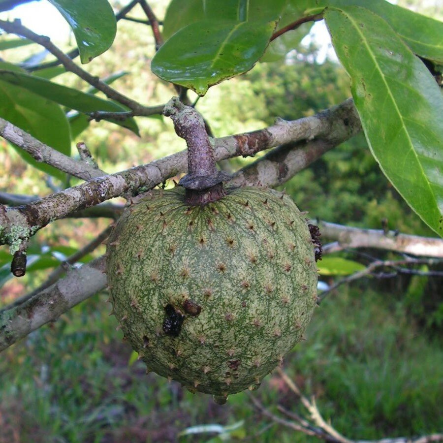 Berg-Zitronensack (Annona montana)