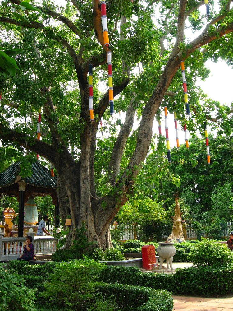 Bodhi-Baum (Ficus religiosa)