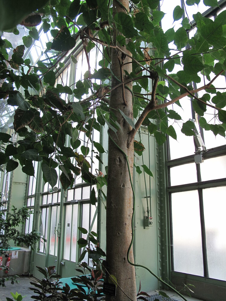 Bodhi-Baum (Ficus religiosa)