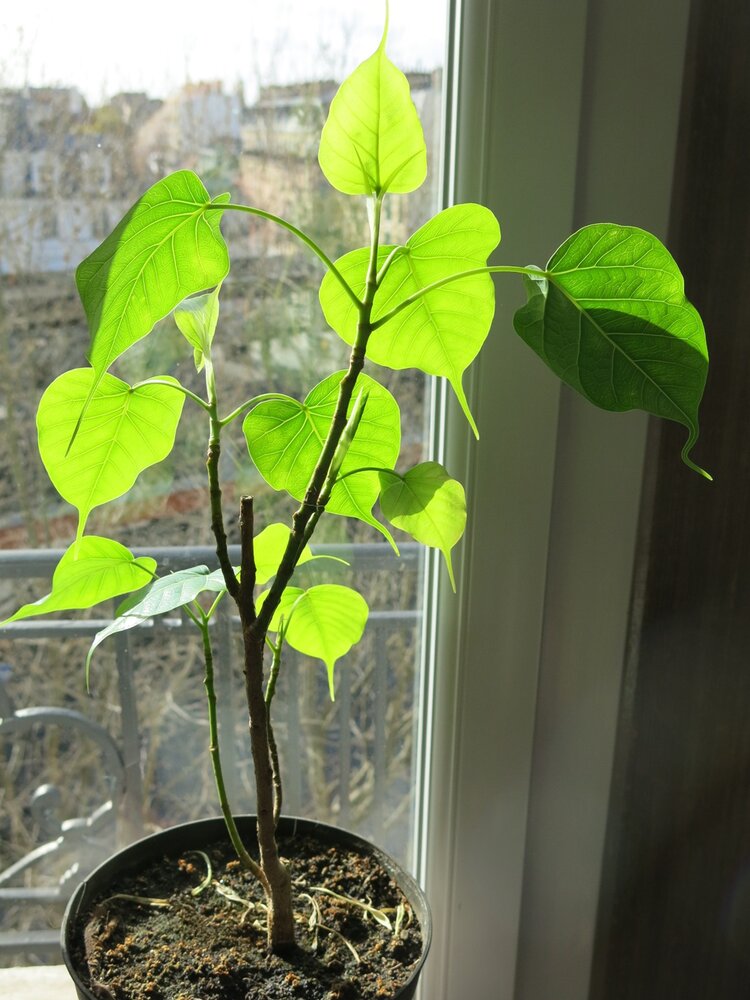 Bodhi-Baum (Ficus religiosa)