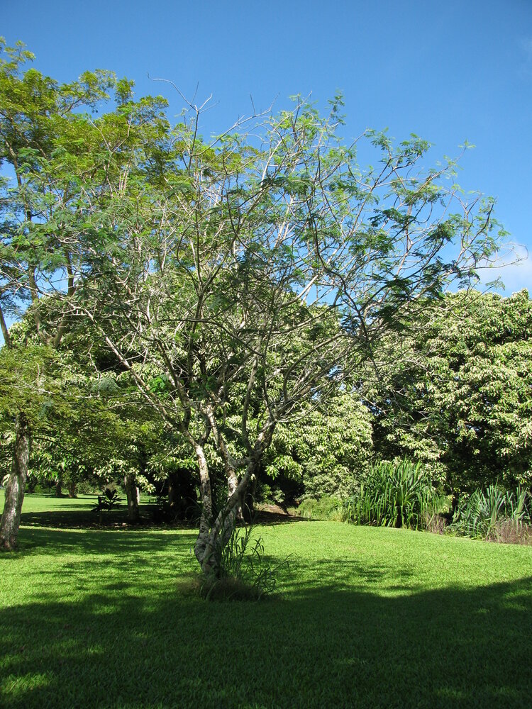 Gul Mohur Flamboyant (Delonix elata)