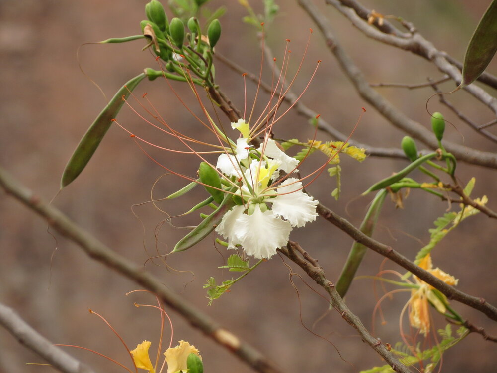 Gul Mohur Flamboyant (Delonix elata)
