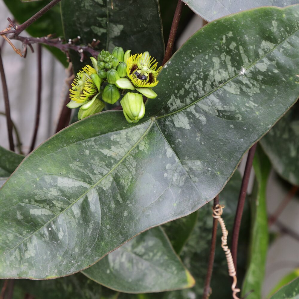 Gro&szlig;e Fledermaus-Passionsblume (Passiflora megacoriacea)