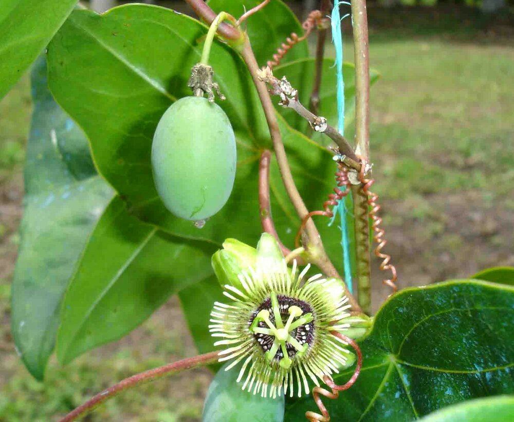 Gro&szlig;e Fledermaus-Passionsblume (Passiflora megacoriacea)