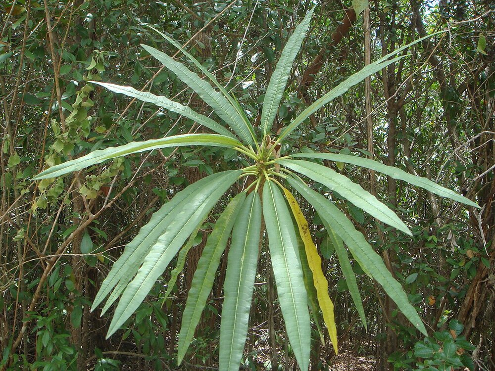 Wei&szlig;e Frangipani (Plumeria alba)