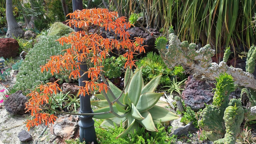 Korallen-Aloe (Aloe striata)