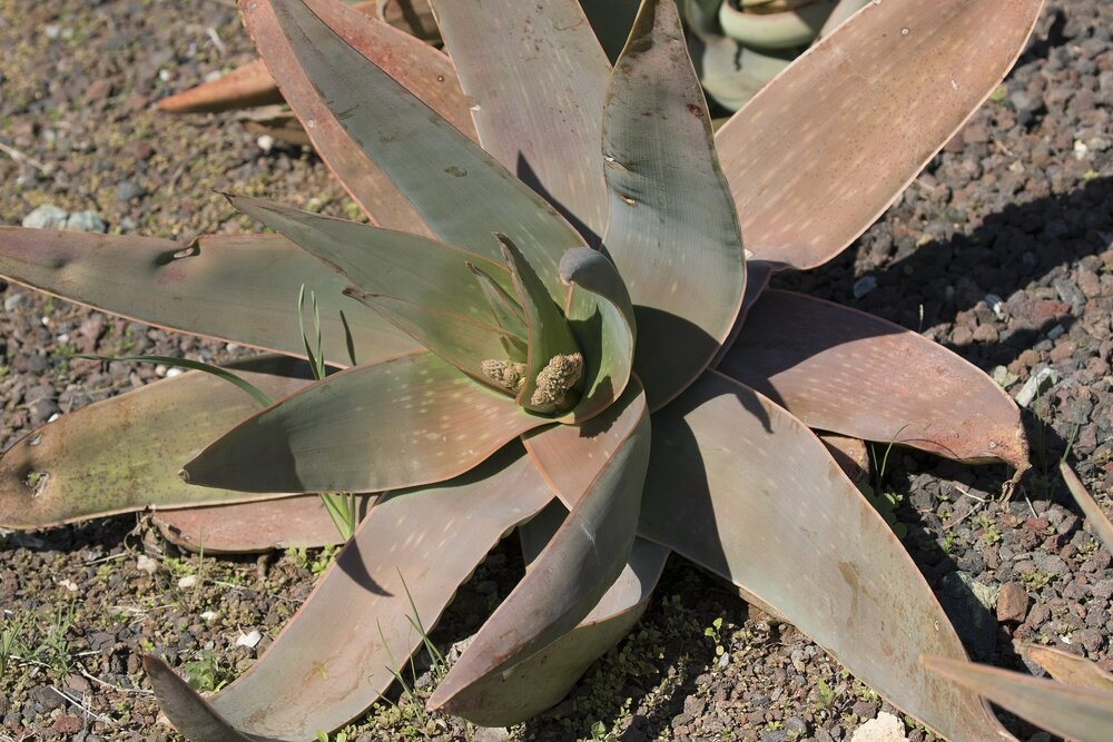 Korallen-Aloe (Aloe striata)
