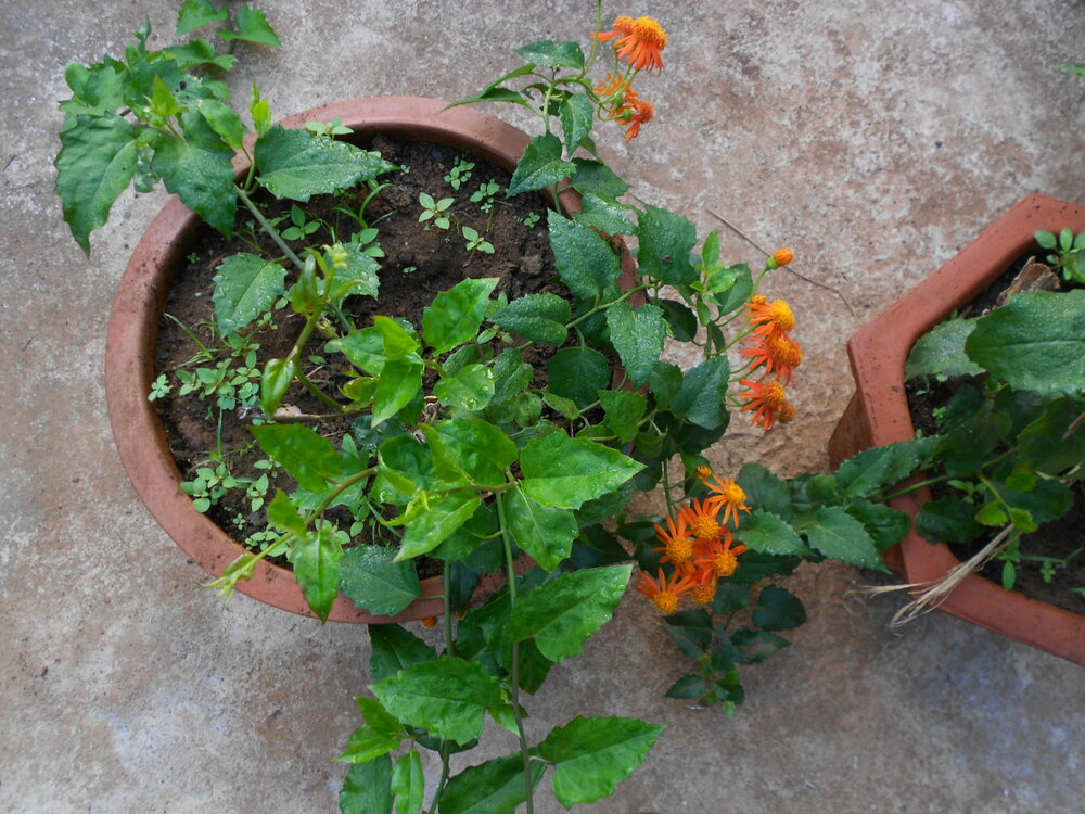 Mexikanische Feuerliane (Pseudogynoxys chenopodioides)