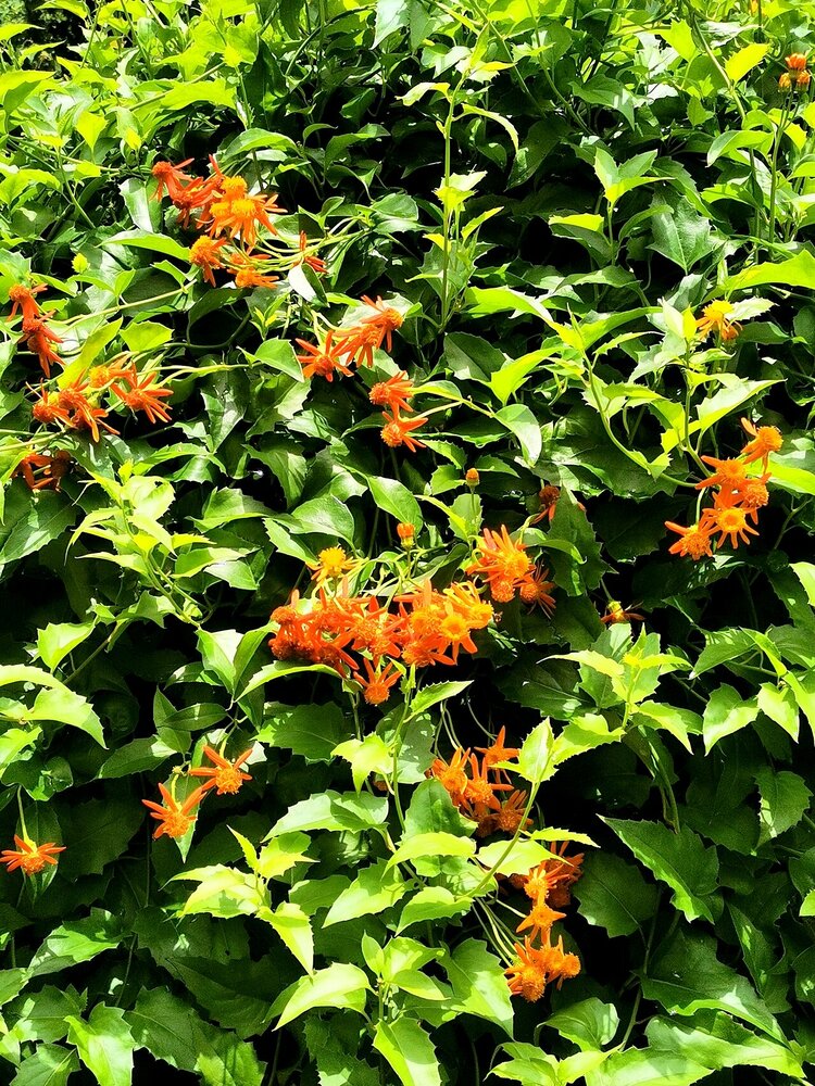 Mexikanische Feuerliane (Pseudogynoxys chenopodioides)