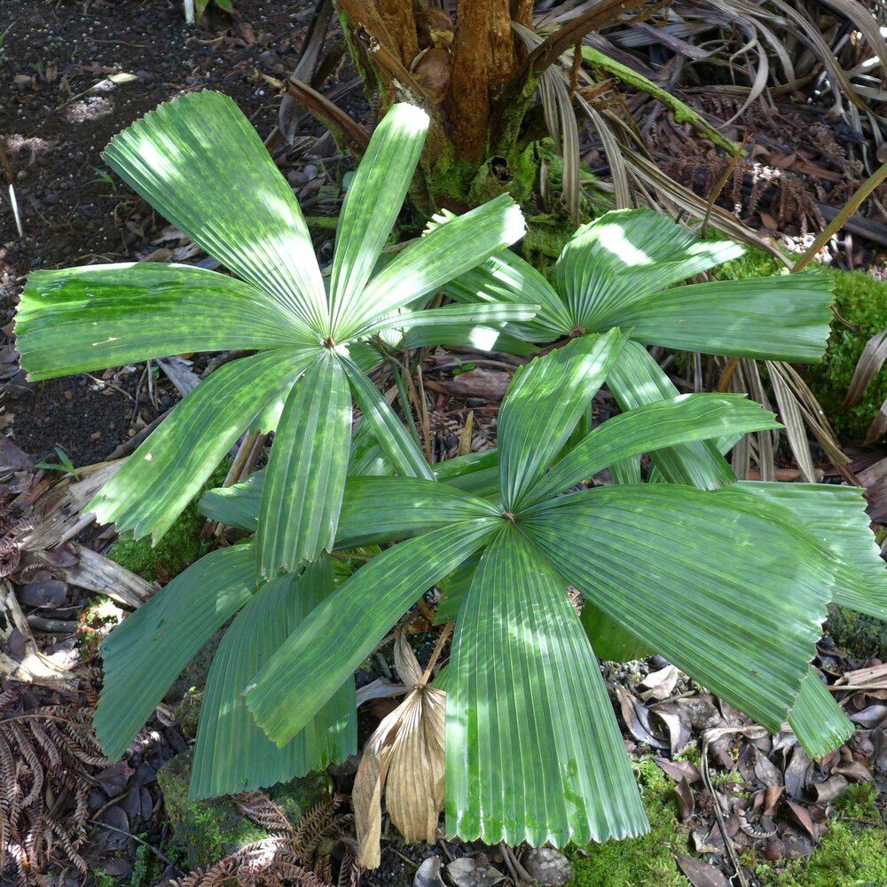 Vietnamesische F&auml;cherpalme (Lanonia dasyantha)