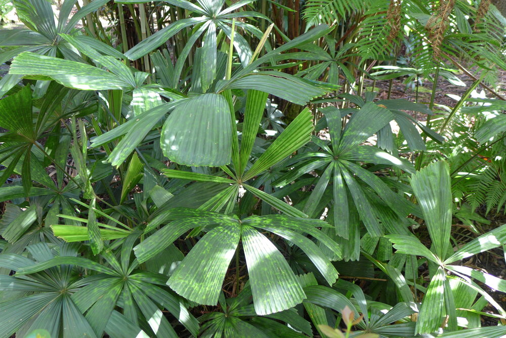 Vietnamesische F&auml;cherpalme (Lanonia dasyantha)