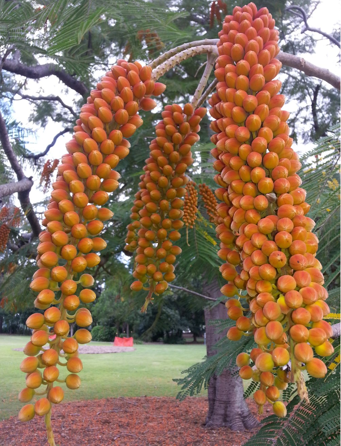 Colvilles Gloriebaum (Colvillea racemosa)