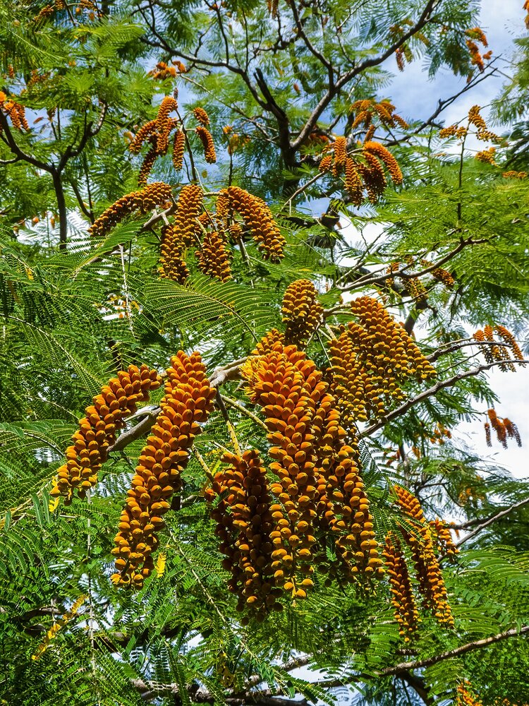 Colvilles Gloriebaum (Colvillea racemosa)