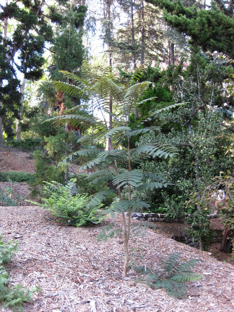 Colvilles Gloriebaum (Colvillea racemosa)