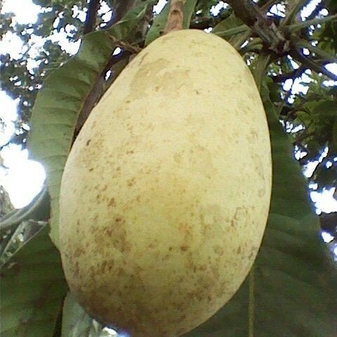 Wei&szlig;e Mango (Mangifera caesia)