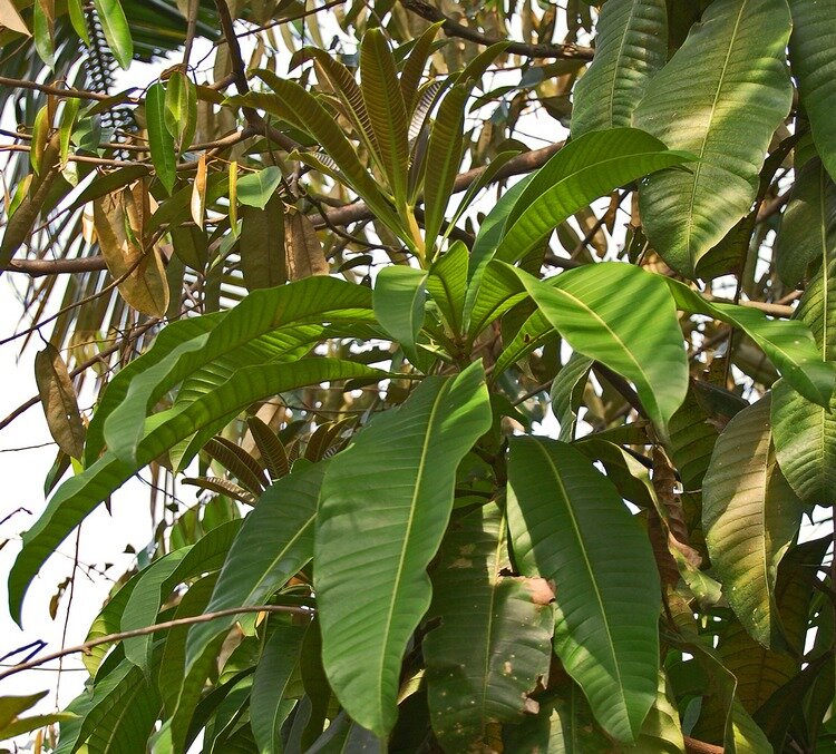 Wei&szlig;e Mango (Mangifera caesia)